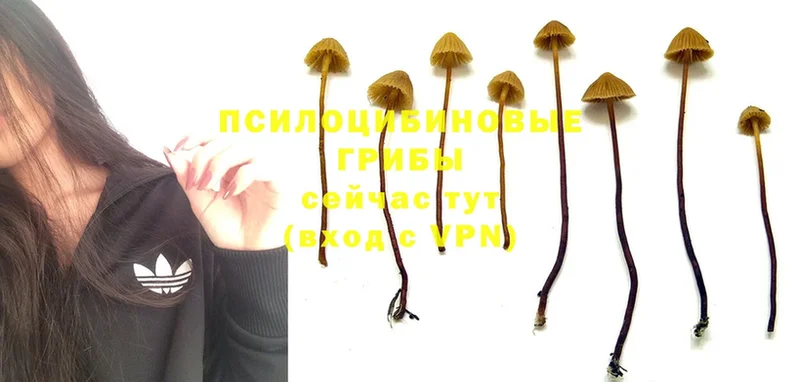 цена   Облучье  mega маркетплейс  Псилоцибиновые грибы Psilocybe 